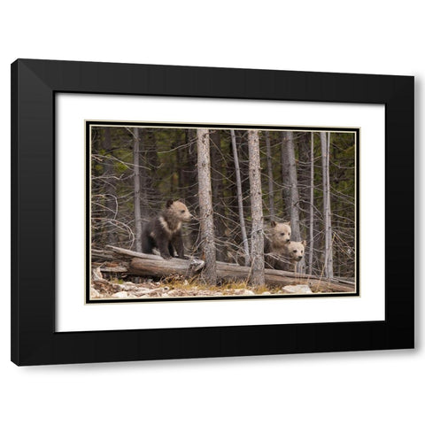 Wyoming-Yellowstone National Park Three grizzly bear cubs Black Modern Wood Framed Art Print with Double Matting by Jaynes Gallery
