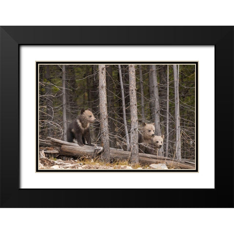 Wyoming-Yellowstone National Park Three grizzly bear cubs Black Modern Wood Framed Art Print with Double Matting by Jaynes Gallery