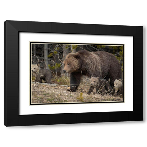 Wyoming-Yellowstone National Park Grizzly bear sow with cubs in spring Black Modern Wood Framed Art Print with Double Matting by Jaynes Gallery