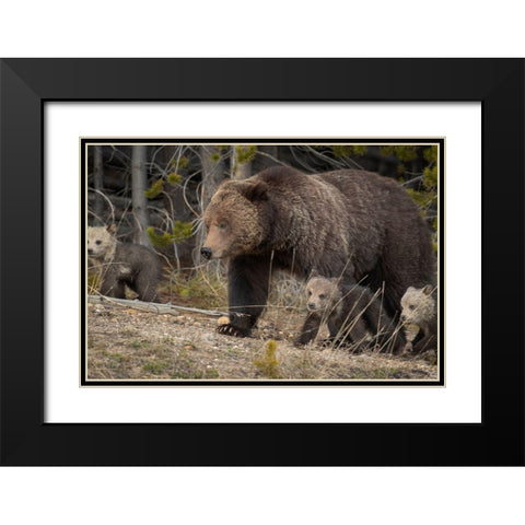 Wyoming-Yellowstone National Park Grizzly bear sow with cubs in spring Black Modern Wood Framed Art Print with Double Matting by Jaynes Gallery