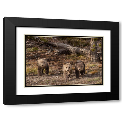 Wyoming-Yellowstone National Park Three grizzly bear cubs Black Modern Wood Framed Art Print with Double Matting by Jaynes Gallery