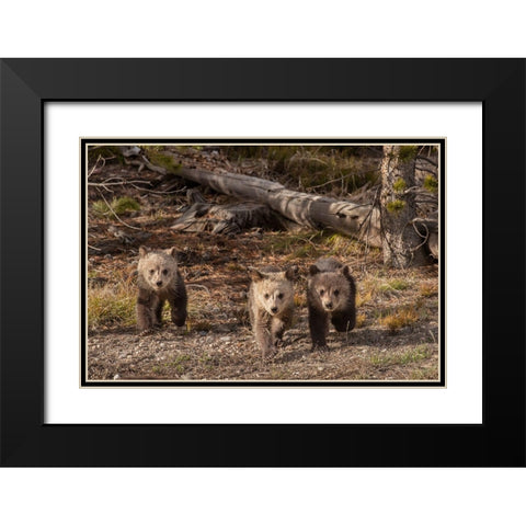 Wyoming-Yellowstone National Park Three grizzly bear cubs Black Modern Wood Framed Art Print with Double Matting by Jaynes Gallery