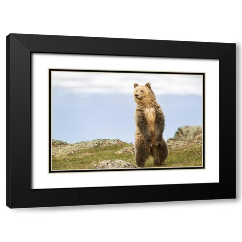 Wyoming-Yellowstone National Park Grizzly bear sniffing air while standing Black Modern Wood Framed Art Print with Double Matting by Jaynes Gallery