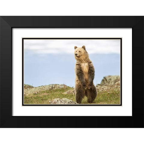 Wyoming-Yellowstone National Park Grizzly bear sniffing air while standing Black Modern Wood Framed Art Print with Double Matting by Jaynes Gallery