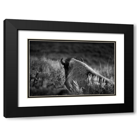 Wyoming-Yellowstone National Park Bison resting at sunset Black Modern Wood Framed Art Print with Double Matting by Jaynes Gallery
