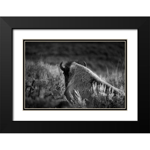 Wyoming-Yellowstone National Park Bison resting at sunset Black Modern Wood Framed Art Print with Double Matting by Jaynes Gallery