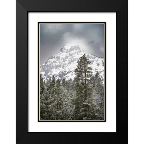 Wyoming-Yellowstone National Park Spring snow storm on mountain Black Modern Wood Framed Art Print with Double Matting by Jaynes Gallery