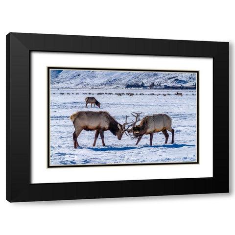 USA- Wyoming- National Elk Refuge. Bull elks sparring. Black Modern Wood Framed Art Print with Double Matting by Jaynes Gallery