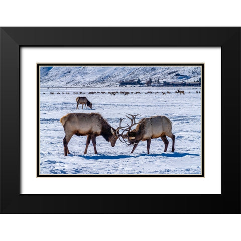 USA- Wyoming- National Elk Refuge. Bull elks sparring. Black Modern Wood Framed Art Print with Double Matting by Jaynes Gallery