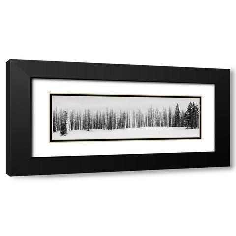 USA-Wyoming-Yellowstone National Park Winter line of trees Black Modern Wood Framed Art Print with Double Matting by Hopkins, Cindy Miller