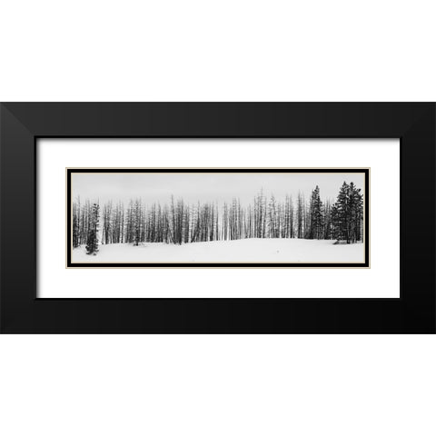 USA-Wyoming-Yellowstone National Park Winter line of trees Black Modern Wood Framed Art Print with Double Matting by Hopkins, Cindy Miller