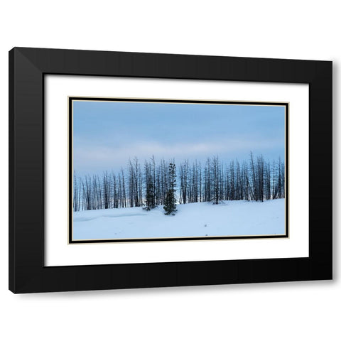 USA-Wyoming-Yellowstone National Park Winter line of trees Black Modern Wood Framed Art Print with Double Matting by Hopkins, Cindy Miller