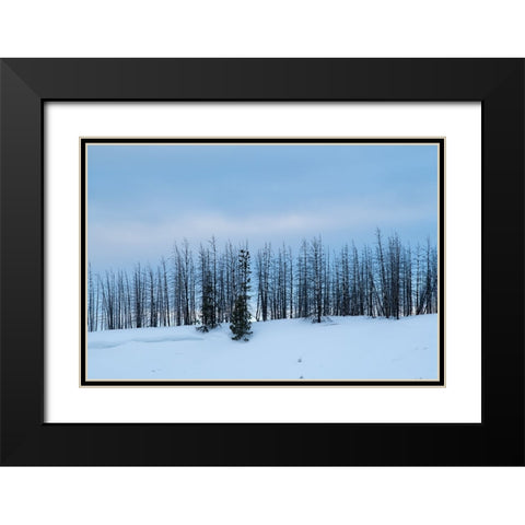 USA-Wyoming-Yellowstone National Park Winter line of trees Black Modern Wood Framed Art Print with Double Matting by Hopkins, Cindy Miller