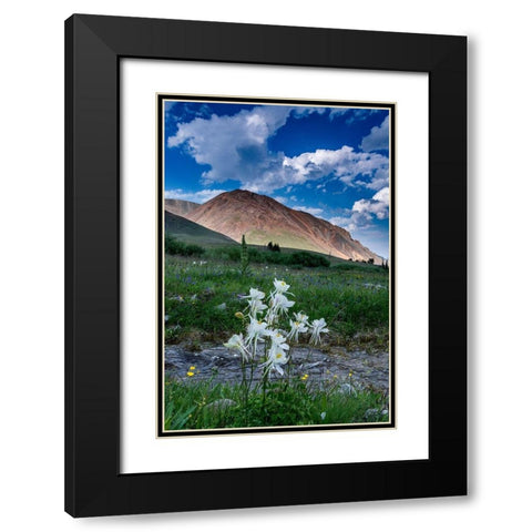 Columbine and small creek-Absaroka Mountains near Cody and Meeteetse-Wyoming-USA Black Modern Wood Framed Art Print with Double Matting by Garber, Howie
