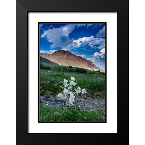 Columbine and small creek-Absaroka Mountains near Cody and Meeteetse-Wyoming-USA Black Modern Wood Framed Art Print with Double Matting by Garber, Howie