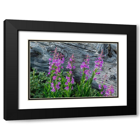Fireweed wildflowers in Absaroka Mountains near Cody and Meeteetse-Wyoming-USA Black Modern Wood Framed Art Print with Double Matting by Garber, Howie