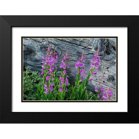 Fireweed wildflowers in Absaroka Mountains near Cody and Meeteetse-Wyoming-USA Black Modern Wood Framed Art Print with Double Matting by Garber, Howie