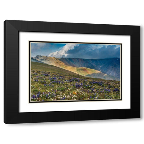 Lupine and Bistort wildflowers cover high alpine meadow-Absaroka Mountains Black Modern Wood Framed Art Print with Double Matting by Garber, Howie