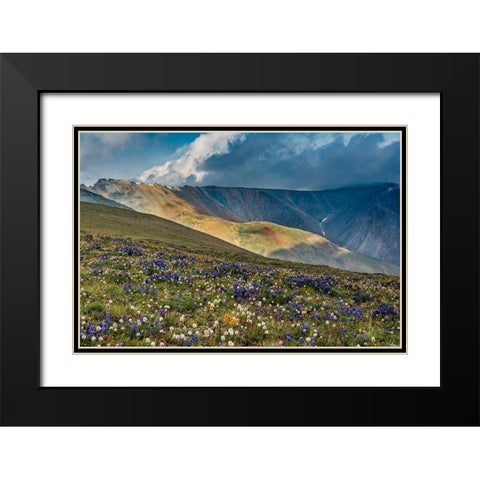 Lupine and Bistort wildflowers cover high alpine meadow-Absaroka Mountains Black Modern Wood Framed Art Print with Double Matting by Garber, Howie