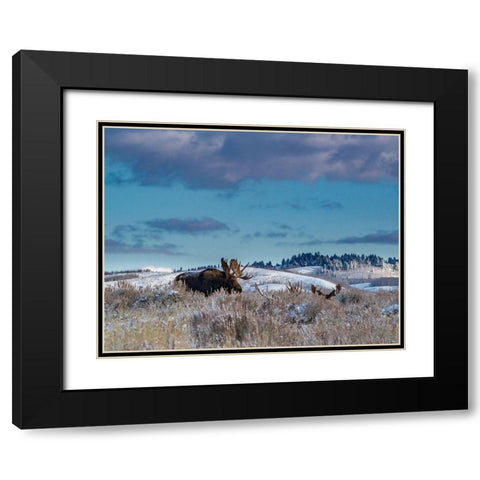 Bull moose providing lookout for the group-Grand Teton National Park-Wyoming Black Modern Wood Framed Art Print with Double Matting by Garber, Howie