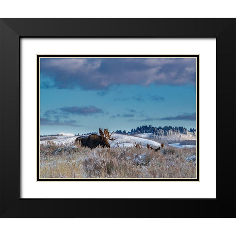 Bull moose providing lookout for the group-Grand Teton National Park-Wyoming Black Modern Wood Framed Art Print with Double Matting by Garber, Howie