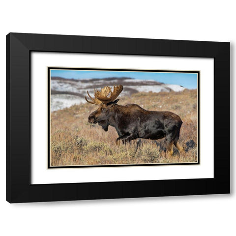 Portrait of Bull moose in sagebrush-Grand Teton National Park-Wyoming Black Modern Wood Framed Art Print with Double Matting by Garber, Howie