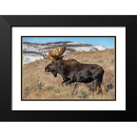 Portrait of Bull moose in sagebrush-Grand Teton National Park-Wyoming Black Modern Wood Framed Art Print with Double Matting by Garber, Howie