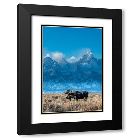 Bull moose portrait with Grand Teton Mountain and National Park in background-Wyoming Black Modern Wood Framed Art Print with Double Matting by Garber, Howie