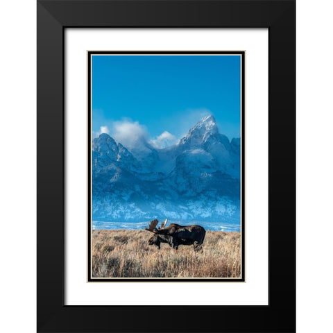 Bull moose portrait with Grand Teton Mountain and National Park in background-Wyoming Black Modern Wood Framed Art Print with Double Matting by Garber, Howie