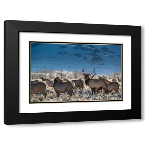 Bull elk towers over his harem of four females Grand Teton National Park-Wyoming Black Modern Wood Framed Art Print with Double Matting by Garber, Howie