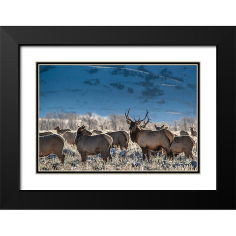 Bull elk towers over his harem of four females Grand Teton National Park-Wyoming Black Modern Wood Framed Art Print with Double Matting by Garber, Howie