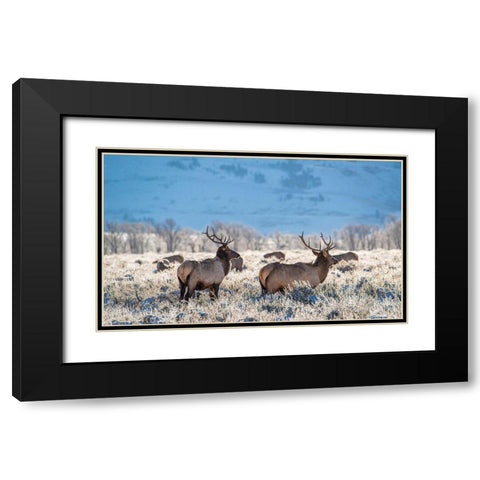 Two Bull elk graze in sagebrush-Grand Teton National Park-Wyoming Black Modern Wood Framed Art Print with Double Matting by Garber, Howie