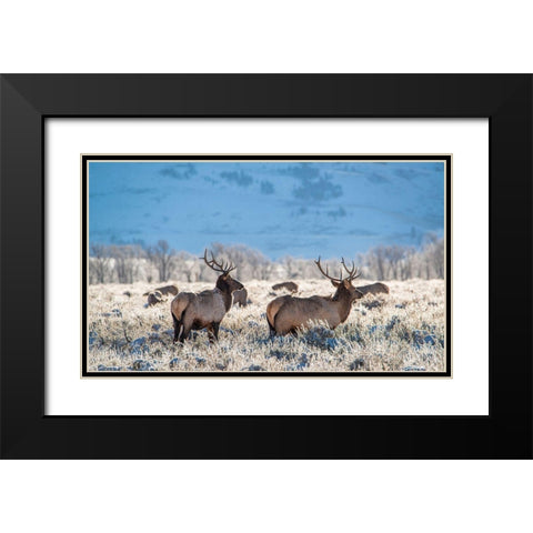 Two Bull elk graze in sagebrush-Grand Teton National Park-Wyoming Black Modern Wood Framed Art Print with Double Matting by Garber, Howie