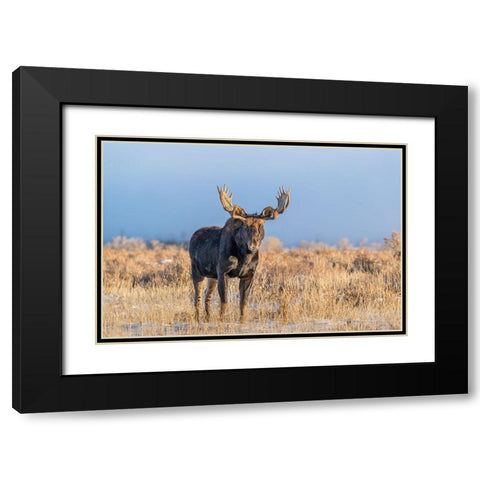 Eye contact from Bull Moose-Grand Teton National Park-Wyoming Black Modern Wood Framed Art Print with Double Matting by Garber, Howie