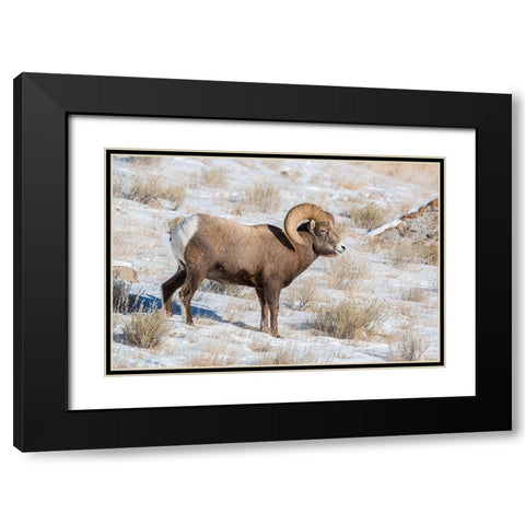 Large Bighorn Ram grazing in meadow-National elk Reserve near Grand Teton National Park-Wyoming Black Modern Wood Framed Art Print with Double Matting by Garber, Howie