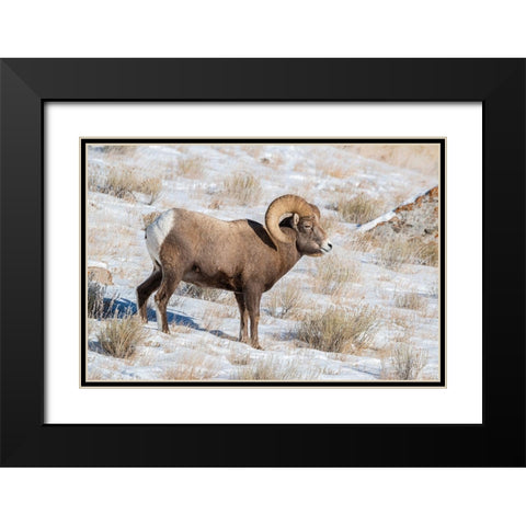 Large Bighorn Ram grazing in meadow-National elk Reserve near Grand Teton National Park-Wyoming Black Modern Wood Framed Art Print with Double Matting by Garber, Howie