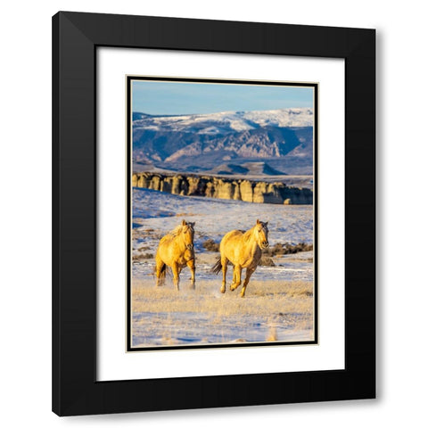 USA- Wyoming. Hideout Horse Ranch- horses in snow. Black Modern Wood Framed Art Print with Double Matting by Looney, Hollice