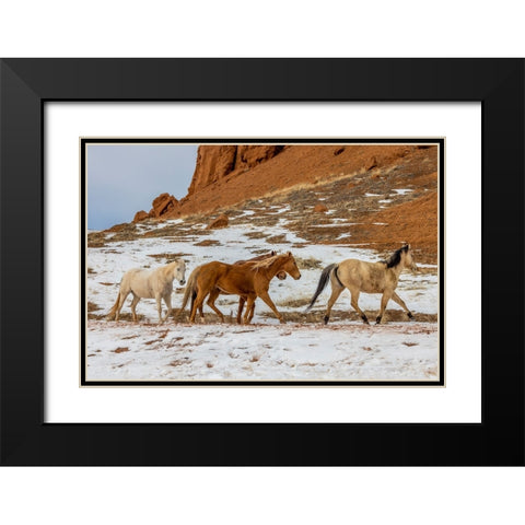 USA- Wyoming. Hideout Horse Ranch- horses in snow. Black Modern Wood Framed Art Print with Double Matting by Looney, Hollice