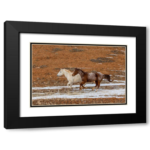 USA- Wyoming. Hideout Horse Ranch- horses in snow. Black Modern Wood Framed Art Print with Double Matting by Looney, Hollice