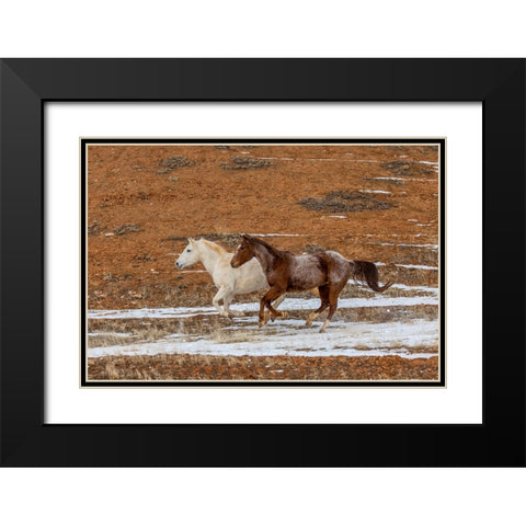 USA- Wyoming. Hideout Horse Ranch- horses in snow. Black Modern Wood Framed Art Print with Double Matting by Looney, Hollice