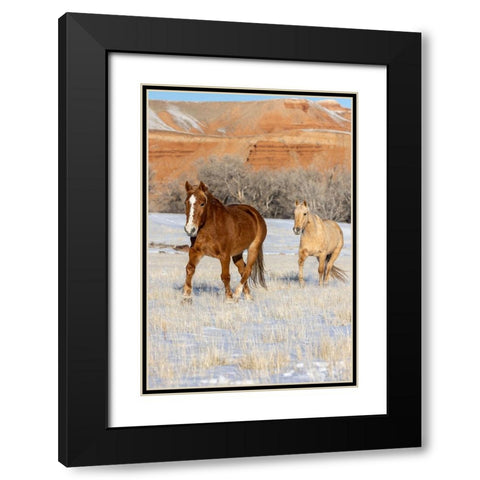 USA- Wyoming. Hideout Horse Ranch- horses in snow. Black Modern Wood Framed Art Print with Double Matting by Looney, Hollice