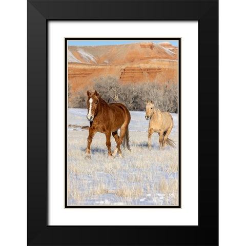 USA- Wyoming. Hideout Horse Ranch- horses in snow. Black Modern Wood Framed Art Print with Double Matting by Looney, Hollice