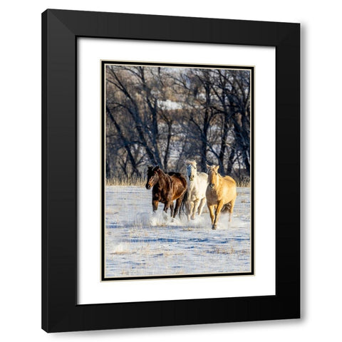 USA- Wyoming. Hideout Ranch- horses running. Black Modern Wood Framed Art Print with Double Matting by Looney, Hollice