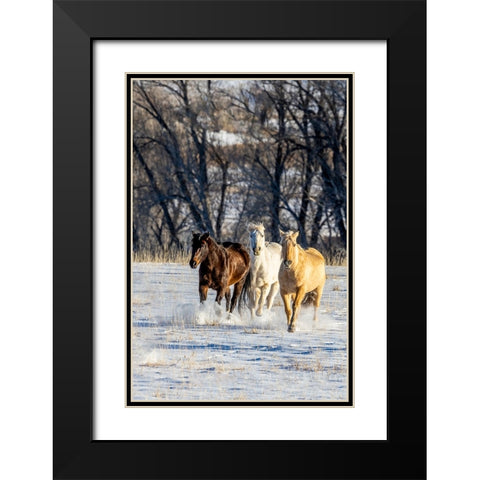 USA- Wyoming. Hideout Ranch- horses running. Black Modern Wood Framed Art Print with Double Matting by Looney, Hollice