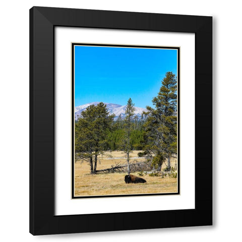 Yellowstone National Park-Wyoming-USA Buffalo Black Modern Wood Framed Art Print with Double Matting by Sienda, Jolly