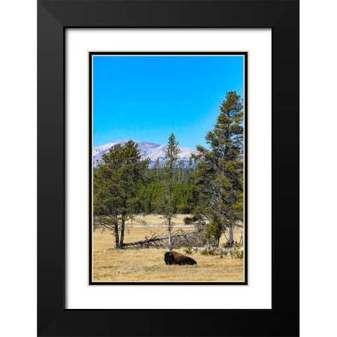 Yellowstone National Park-Wyoming-USA Buffalo Black Modern Wood Framed Art Print with Double Matting by Sienda, Jolly
