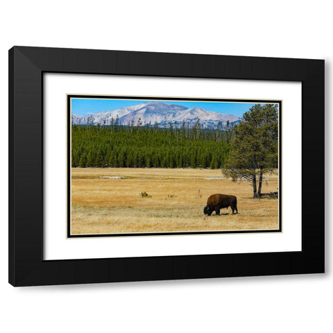 Yellowstone National Park-Wyoming-USA Buffalo Black Modern Wood Framed Art Print with Double Matting by Sienda, Jolly