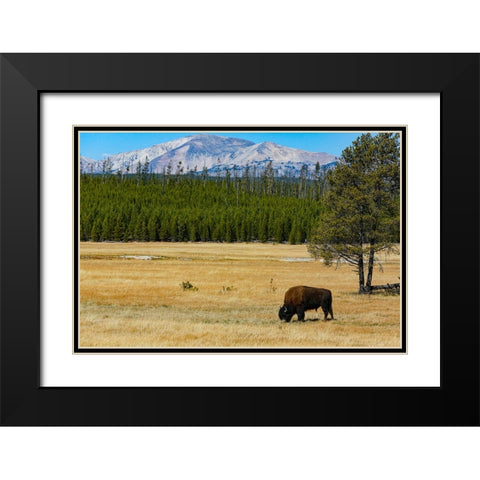 Yellowstone National Park-Wyoming-USA Buffalo Black Modern Wood Framed Art Print with Double Matting by Sienda, Jolly
