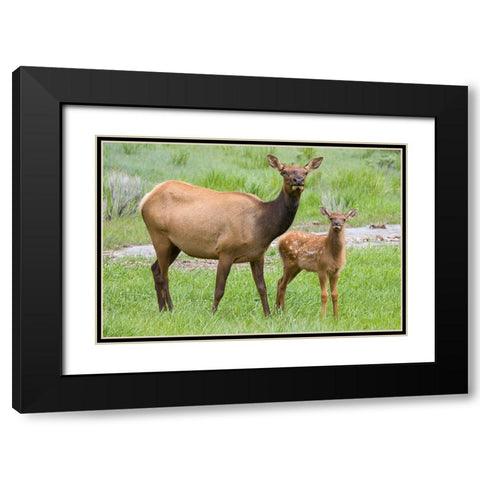 WY-Yellowstone National Park-Elk calf and mother Black Modern Wood Framed Art Print with Double Matting by Wild, Jamie and Judy