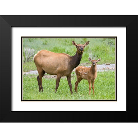 WY-Yellowstone National Park-Elk calf and mother Black Modern Wood Framed Art Print with Double Matting by Wild, Jamie and Judy
